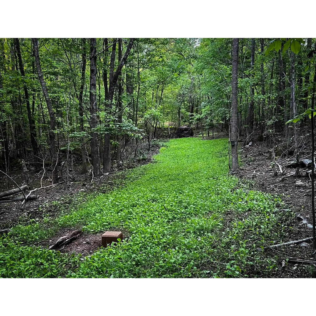 Shady Patch: Best Food Plot Seeds for Deer – No-Till Blend